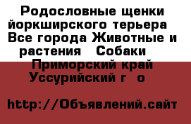 Родословные щенки йоркширского терьера - Все города Животные и растения » Собаки   . Приморский край,Уссурийский г. о. 